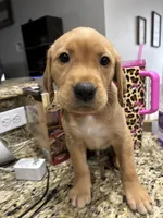 Muffin, a male Golden Retriever and Labrador Retriever for sale in Saint Augustine, FL – 1 of 3