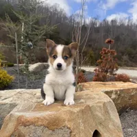 Tobi, a male Pembroke Welsh Corgi for sale in Manchester, KY – Photo 1 of 3