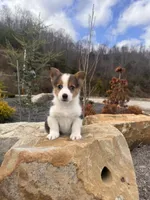 Tobi, a male Pembroke Welsh Corgi for sale in Manchester, KY – Photo 1 of 3
