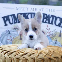 Tobi, a male Pembroke Welsh Corgi for sale in Manchester, KY – Photo 2 of 3