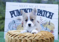 Tobi, a male Pembroke Welsh Corgi for sale in Manchester, KY – Photo 2 of 3