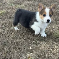 Tobi, a male Pembroke Welsh Corgi for sale in Manchester, KY – Photo 3 of 3