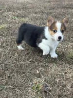 Tobi, a male Pembroke Welsh Corgi for sale in Manchester, KY – Photo 3 of 3
