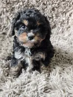 Vader , a male Cavapoo and Poodle - Miniature  for sale in Ottertail, MN – 2 of 6