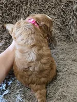 Fifi, a female Cavapoo for sale in Ottertail, MN – 2 of 6