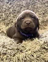 AKC Purple-female, a female Labrador Retriever for sale in Ottertail, MN – Photo 5 of 6