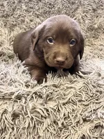 AKC Purple-female, a female Labrador Retriever for sale in Ottertail, MN – Photo 2 of 6