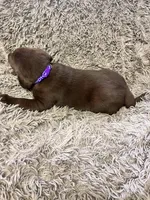 AKC Purple-female, a female Labrador Retriever for sale in Ottertail, MN – Photo 6 of 6