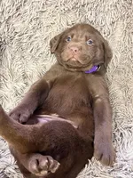 AKC Purple-female, a female Labrador Retriever for sale in Ottertail, MN – Photo 4 of 6