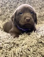 AKC Purple-female, a female Labrador Retriever for sale in Ottertail, MN – Photo 1 of 6