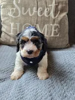 Oreo, a male Cavapoo and Poodle - Miniature  for sale in Ottertail, MN – 2 of 9