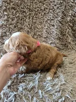 Fifi, a female Cavapoo for sale in Ottertail, MN – 3 of 6