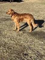 Yellow collar-female, a female Goldendoodle for sale in Ottertail, MN – Photo 9 of 10