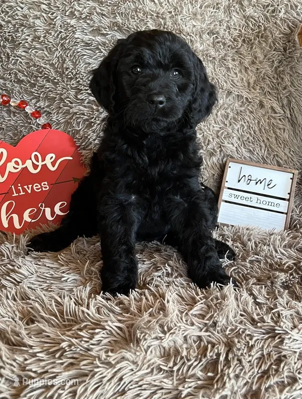 Yellow collar-female