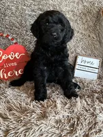 Yellow collar-female, a female Goldendoodle for sale in Ottertail, MN – Photo 1 of 10