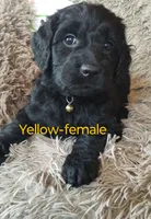 Yellow collar-female, a female Goldendoodle for sale in Ottertail, MN – Photo 4 of 10