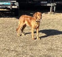 Yellow collar-female, a female Goldendoodle for sale in Ottertail, MN – Photo 10 of 10