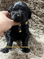 Yellow collar-female, a female Goldendoodle for sale in Ottertail, MN – Photo 3 of 10