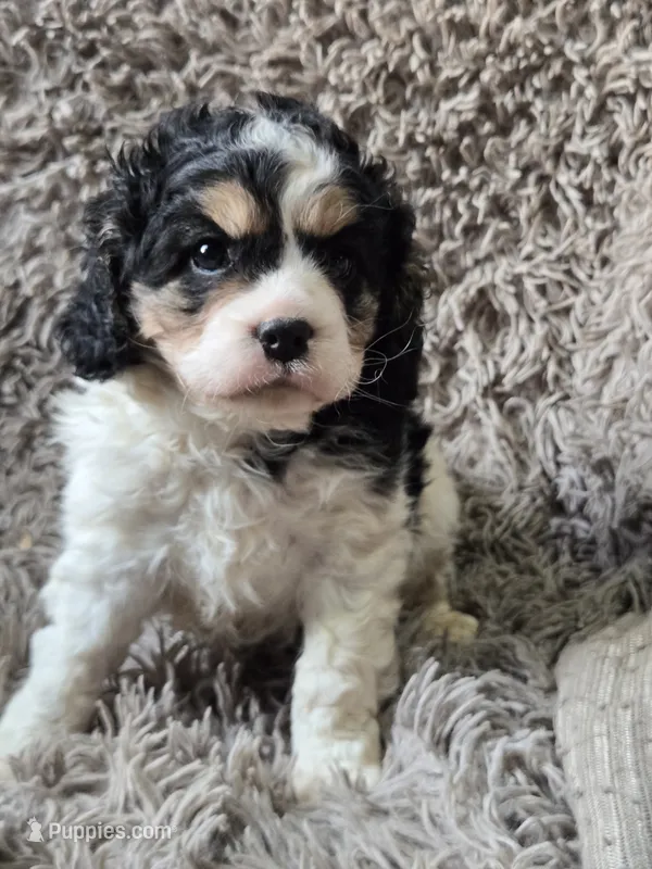 Oreo – Cavapoo, Poodle - Miniature  puppy for sale in Ottertail, MN