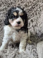 Oreo, a male Cavapoo and Poodle - Miniature  for sale in Ottertail, MN – 1 of 6