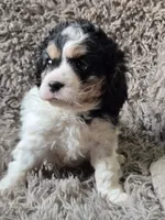 Oreo, a male Cavapoo and Poodle - Miniature  for sale in Ottertail, MN – 5 of 6