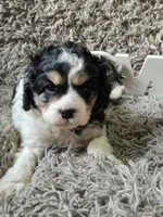 Oreo, a male Cavapoo and Poodle - Miniature  for sale in Ottertail, MN – 2 of 6
