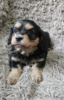 Midnight, a male Cavapoo and Poodle - Miniature  for sale in Ottertail, MN – 5 of 7