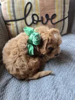 Teddy, a male Cavapoo and Poodle - Miniature  for sale in Ottertail, MN – 6 of 8