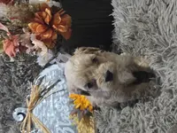 Teddy, a male Cavapoo and Poodle - Miniature  for sale in Ottertail, MN – Photo 4 of 7