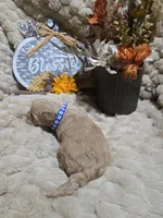 Teddy, a male Cavapoo and Poodle - Miniature  for sale in Ottertail, MN – Photo 3 of 7