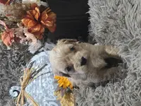 Teddy, a male Cavapoo and Poodle - Miniature  for sale in Ottertail, MN – Photo 1 of 7