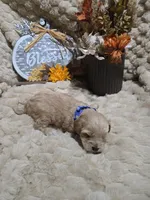 Teddy, a male Cavapoo and Poodle - Miniature  for sale in Ottertail, MN – Photo 6 of 7