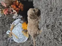 Teddy, a male Cavapoo and Poodle - Miniature  for sale in Ottertail, MN – Photo 7 of 7