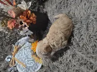 Teddy, a male Cavapoo and Poodle - Miniature  for sale in Ottertail, MN – Photo 2 of 7