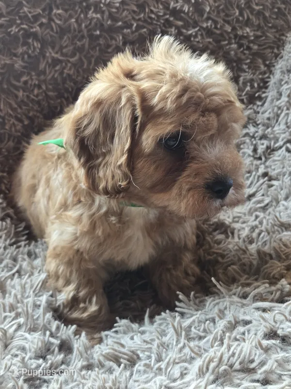Teddy – Cavapoo, Poodle - Miniature  puppy for sale in Ottertail, MN