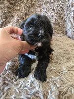 Pebbles, a female Cavapoo for sale in Ottertail, MN – 4 of 8