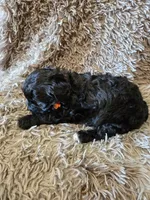 Pebbles, a female Cavapoo for sale in Ottertail, MN – 7 of 8