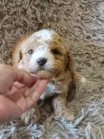 Penny, a female Cavapoo and Poodle - Miniature  for sale in Ottertail, MN – 1 of 6