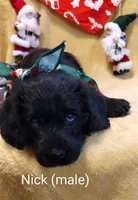 *SALE*Nick (male), a male Labradoodle for sale in Ottertail, MN – Photo 3 of 4