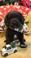 *SALE*Nick (male), a male Labradoodle for sale in Ottertail, MN – Photo 4 of 4
