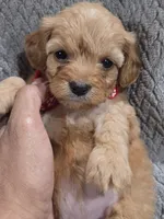 Maggie , a female Cavapoo and Poodle - Miniature  for sale in Ottertail, MN – 4 of 5