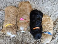 Fifi, a female Cavapoo for sale in Ottertail, MN – 4 of 6