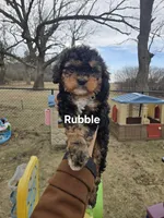 Rubble, a male Cavapoo for sale in Ottertail, MN – Photo 1 of 7