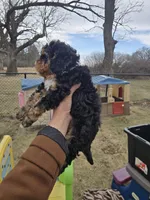 Rubble, a male Cavapoo for sale in Ottertail, MN – Photo 6 of 7