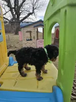 Rubble, a male Cavapoo for sale in Ottertail, MN – Photo 2 of 7