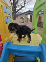 Rubble, a male Cavapoo for sale in Ottertail, MN – Photo 5 of 7