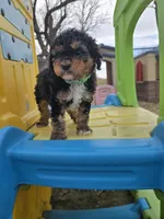 Rubble, a male Cavapoo for sale in Ottertail, MN – Photo 3 of 7