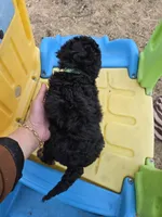 Rubble, a male Cavapoo for sale in Ottertail, MN – Photo 7 of 7