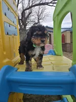 Rubble, a male Cavapoo for sale in Ottertail, MN – Photo 4 of 7