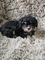 Vader , a male Cavapoo and Poodle - Miniature  for sale in Ottertail, MN – 4 of 6